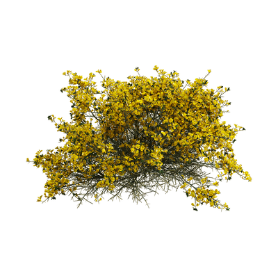 Genista scorpius开满黄色花朵的天蝎染料木灌木3D模型（OBJ,FBX,MAX）