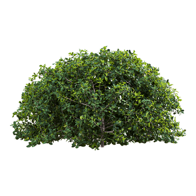 Quercus coccifera胭脂虫栎树3D模型（OBJ,FBX,MAX）