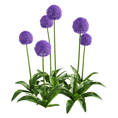 Allium giganteum大花葱植物3D模型（OBJ,FBX,MAX）