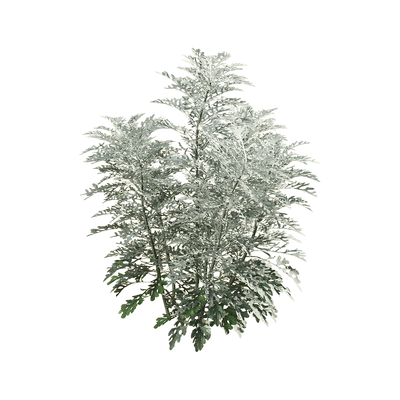 Jacobaea Maritima银叶菊植物3D模型（OBJ,FBX,MAX）