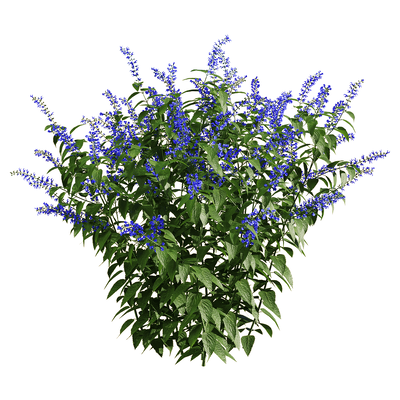 Salvia Guarantica开满紫色花朵的燕雀草 深蓝鼠尾草3D模型（OBJ,FBX,MAX）