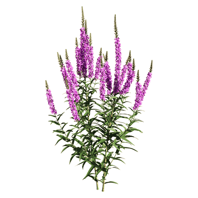 开紫色花朵的千屈菜 水柳植物花丛3D模型（OBJ,FBX,MAX）