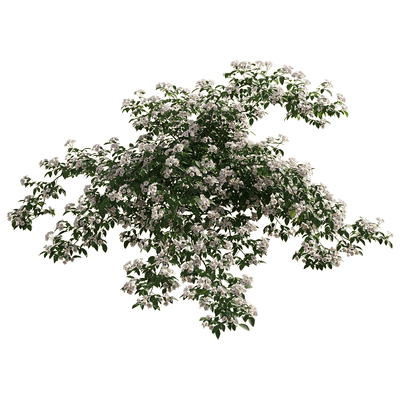 Rosa Cymosa开满白色花朵的小果爬藤蔷薇3D模型（OBJ,FBX,MAX）