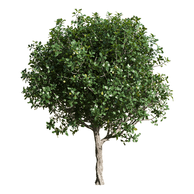 Quercus coccifera胭脂虫栎树3D模型（OBJ,FBX,MAX）