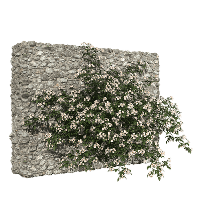 Rosa Cymosa石墙上开满白色花朵的小果爬藤蔷薇3D模型（OBJ,FBX,MAX）