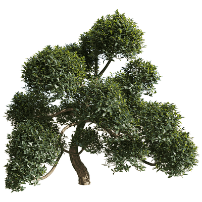 Phillyrea latifolia枝繁叶茂的总序桂花树3D模型（OBJ,FBX,MAX）