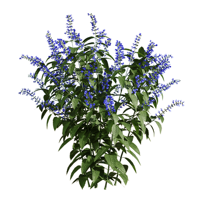 Salvia Guarantica开满紫色花朵的燕雀草 深蓝鼠尾草3D模型（OBJ,FBX,MAX）