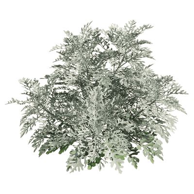 Jacobaea Maritima银叶菊植物3D模型（OBJ,FBX,MAX）