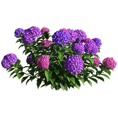 Hydrangea macrophylla紫色绣球花丛3D模型（OBJ,FBX,MAX）