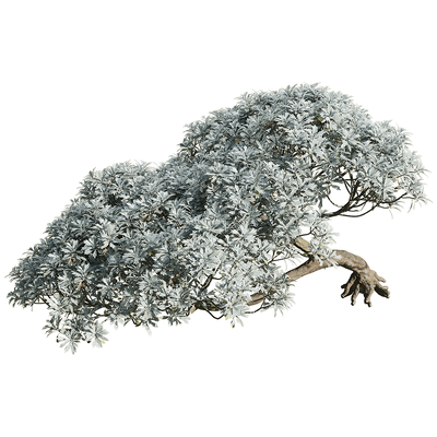 Crossostephium chinense树干弯曲的芙蓉菊景观树3D模型（OBJ,FBX,MAX）