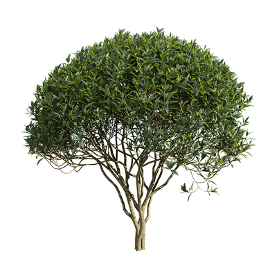 Phillyrea angustifolia枝繁叶茂的狭叶总序桂树3D模型（OBJ,FBX,MAX）