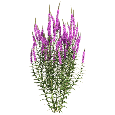 开紫色花朵的千屈菜 水柳植物花丛3D模型（OBJ,FBX,MAX）