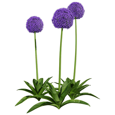 Allium giganteum大花葱植物3D模型（OBJ,FBX,MAX）
