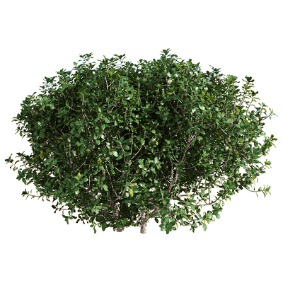 Quercus coccifera胭脂虫栎树 绿植灌木3D模型（OBJ,FBX,MAX）