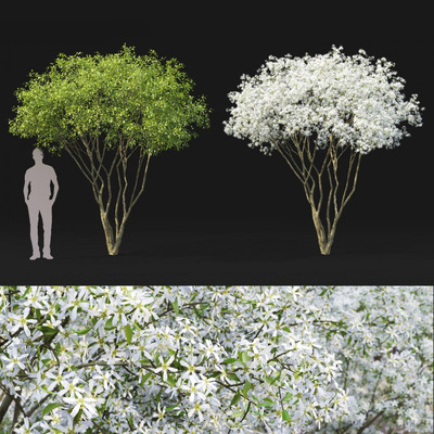 2棵3.6米高的Amelanchier唐棣树3D模型（OBJ,MAX）