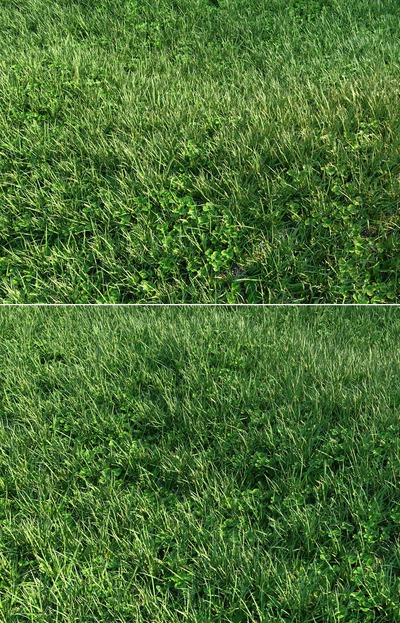 包含车前草和三叶草的草地3D模型（OBJ,MAX）