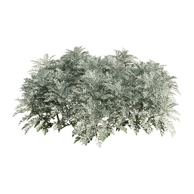 Jacobaea Maritima银叶菊植物3D模型（OBJ,FBX,MAX）