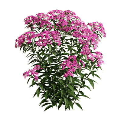 开满紫色花朵的粉花绣线菊花丛3D模型（OBJ,FBX,MAX）