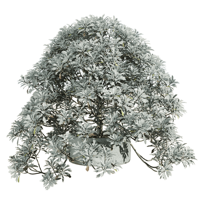 Crossostephium chinense茂盛的芙蓉菊盆景3D模型（OBJ,FBX,MAX）