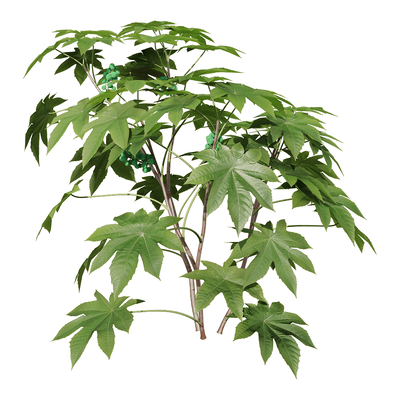 Ricinus communis蓖麻植物3D模型（OBJ,FBX,MAX）