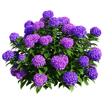 Hydrangea macrophylla紫色绣球花从3D模型（OBJ,FBX,MAX）