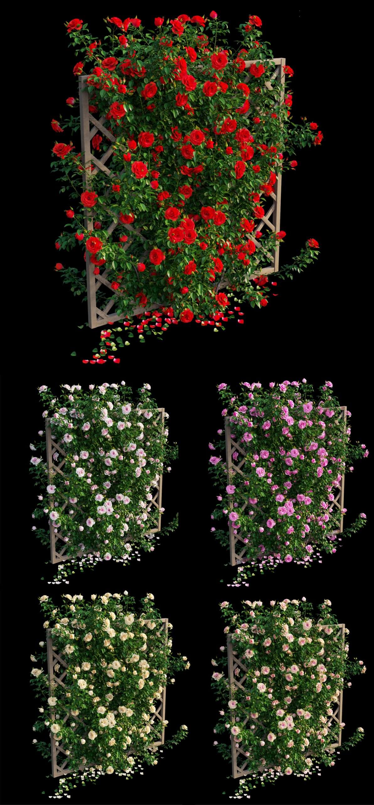 木架上开满花朵的攀爬玫瑰植物3D模型（OBJ,MAX）