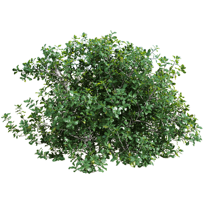 Quercus coccifera胭脂虫栎树 绿植灌木3D模型（OBJ,FBX,MAX）