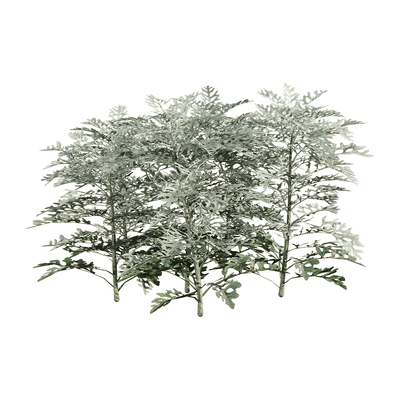 Jacobaea Maritima银叶菊植物3D模型（OBJ,FBX,MAX）