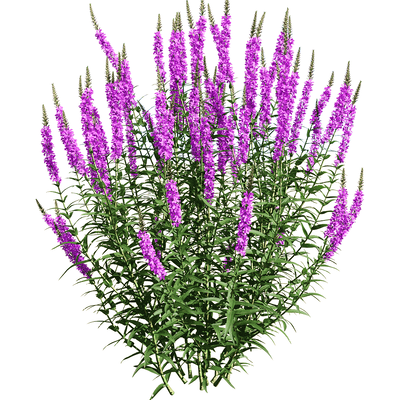 开紫色花朵的千屈菜 水柳植物花丛3D模型（OBJ,FBX,MAX）