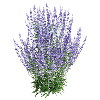 Perovskia atriplicifolia紫色滨藜叶分药花花丛3D模型（OBJ,FBX,MAX）