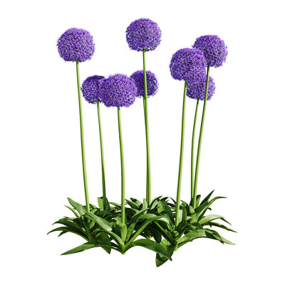 Allium giganteum大花葱植物3D模型（OBJ,FBX,MAX）