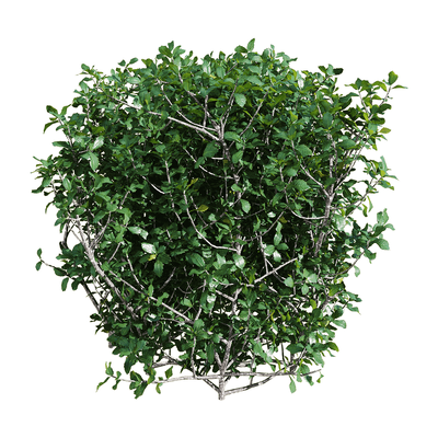 Quercus coccifera胭脂虫栎树 绿植树篱3D模型（OBJ,FBX,MAX）