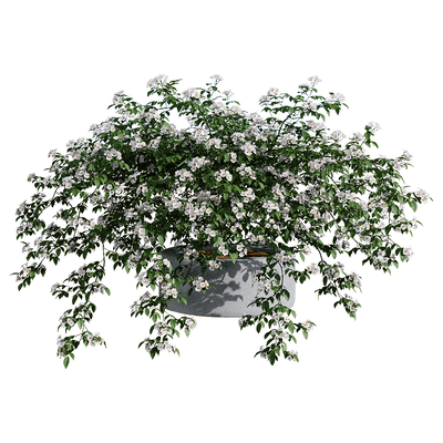 Rosa Cymosa开满白色花朵的小果蔷薇盆景3D模型（OBJ,FBX,MAX）