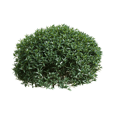 Phillyrea angustifolia狭叶总序桂树 灌木3D模型（OBJ,FBX,MAX）