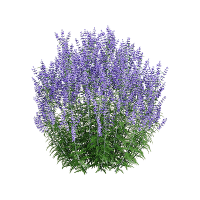 Perovskia atriplicifolia紫色滨藜叶分药花花丛3D模型（OBJ,FBX,MAX）