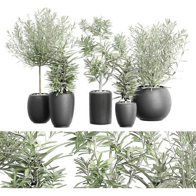 黑色装饰花盆中的橄榄树盆景组合3D模型（OBJ,FBX,MAX）