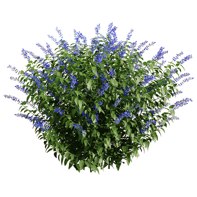 Salvia Guarantica开满紫色花朵的燕雀草 深蓝鼠尾草3D模型（OBJ,FBX,MAX）