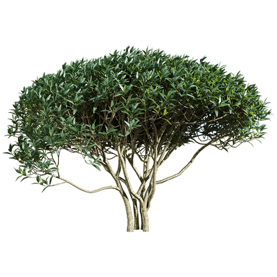 Phillyrea angustifolia茂盛的狭叶总序桂树3D模型（OBJ,FBX,MAX）