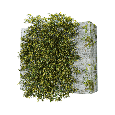 Solanum jasminoides variegata石墙上的花叶素馨叶白英植物3D模型（OBJ,FBX,MAX）