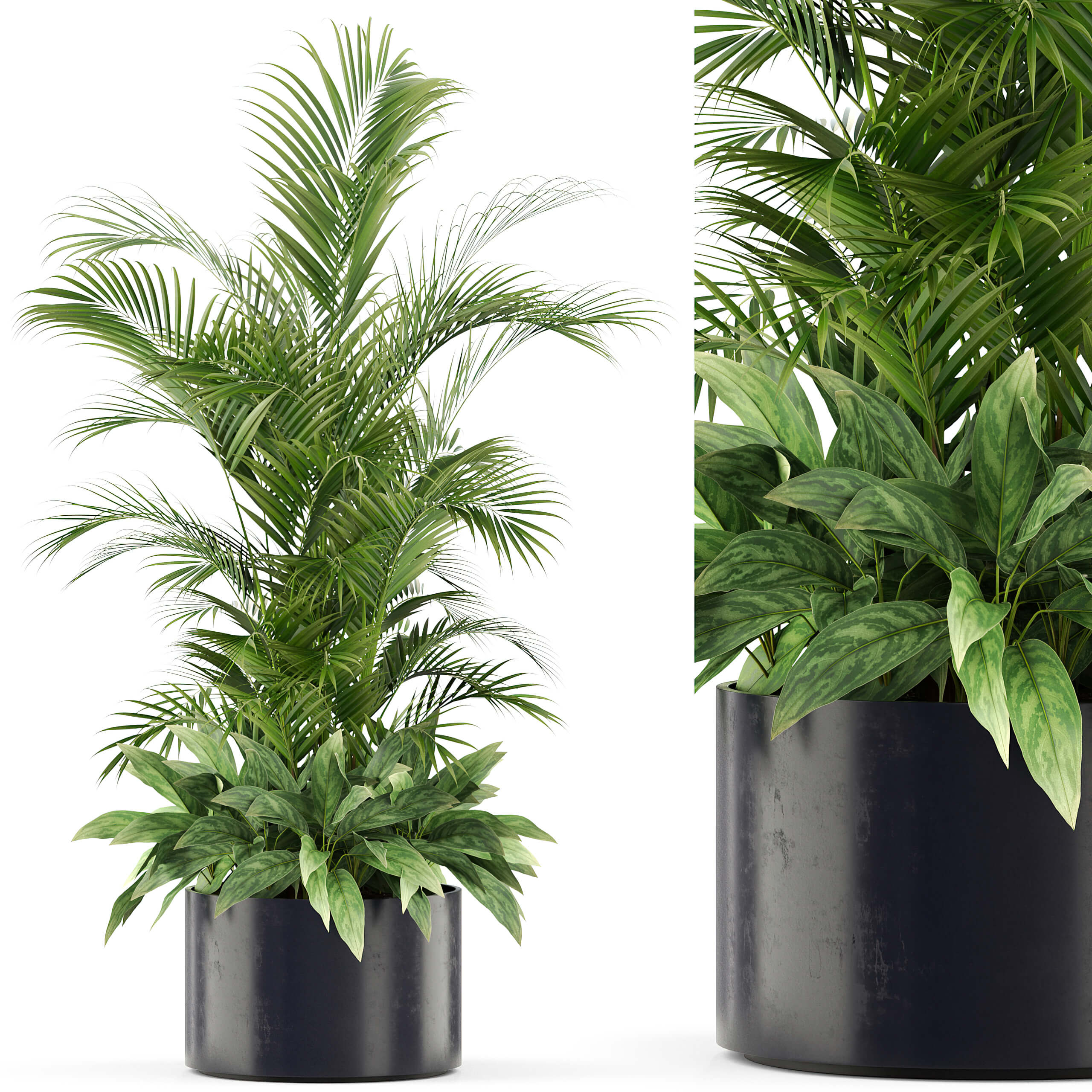 黑色花盆中的棕榈植物盆景3D模型（FBX,MAX）