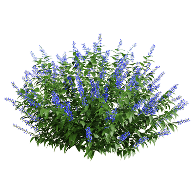 Salvia Guarantica开满紫色花朵的燕雀草 深蓝鼠尾草3D模型（OBJ,FBX,MAX）