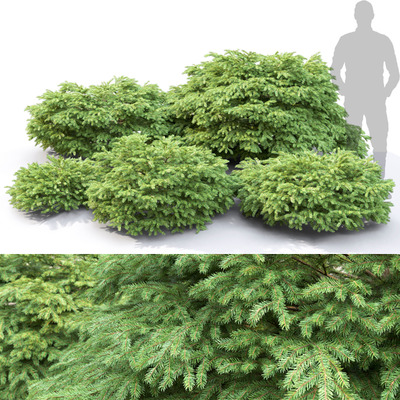 5种不同形态的鸟巢状欧洲云杉 灌木3D模型（OBJ,MAX）