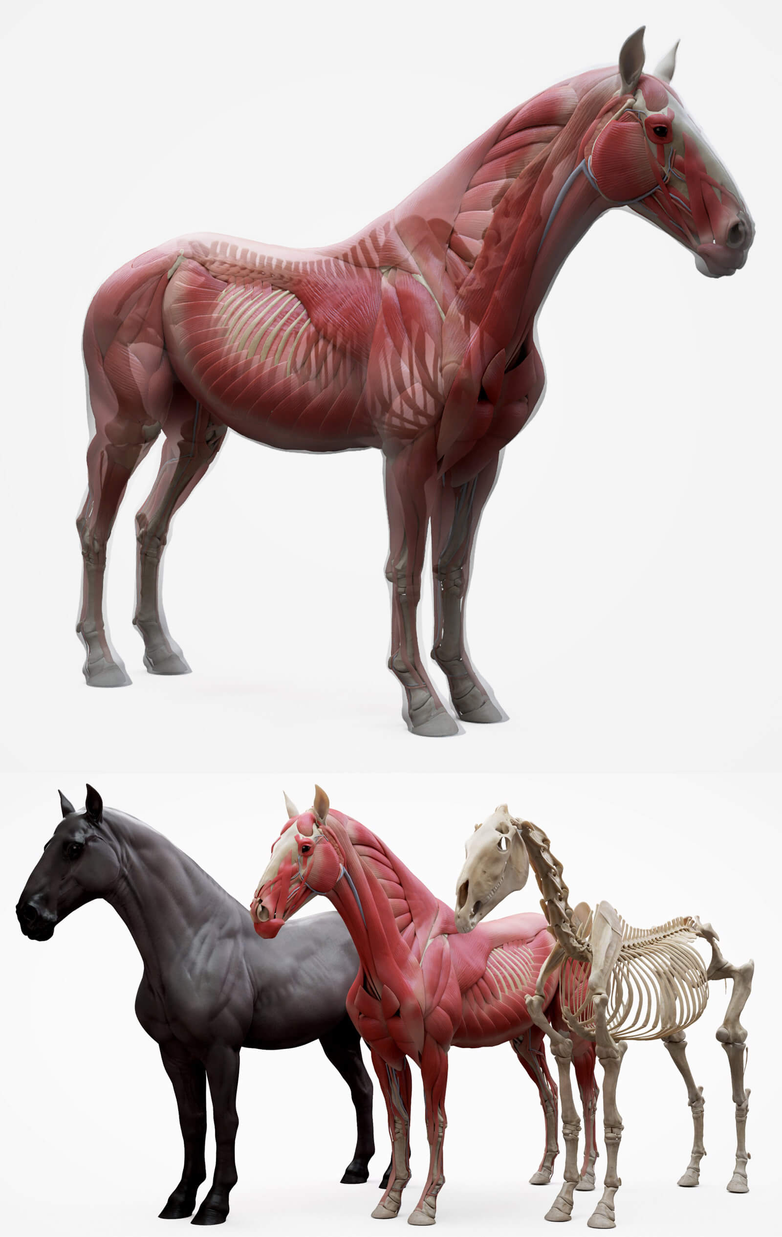 Ecorche马3D模型（OBJ,FBX,MAX）