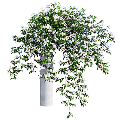 Rosa Cymosa石柱上开满白色花朵的小果爬藤蔷薇3D模型（OBJ,FBX,MAX）