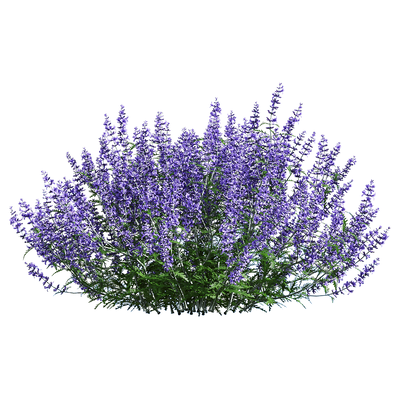 Perovskia atriplicifolia茂盛的紫色滨藜叶分药花花丛3D模型（OBJ,FBX,MAX）