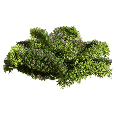 Bacopa diffusa开紫色小花的百可花植物 灌木3D模型（OBJ,FBX,MAX）