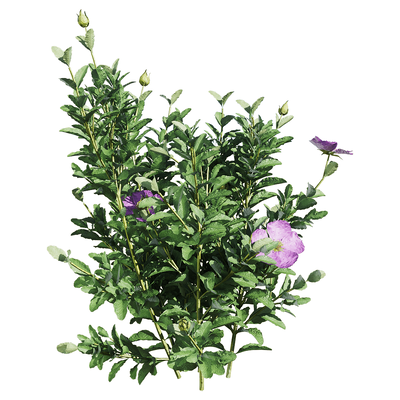 开粉紫色花朵的Cistus incanus百瑞木植物3D模型（OBJ,FBX,MAX）