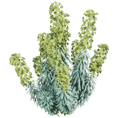 Euphorbia characias开满绿色花朵的常绿大戟植物3D模型（OBJ,FBX,MAX）