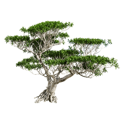 Ficus concinna雅榕树3D模型（OBJ,FBX,MAX）