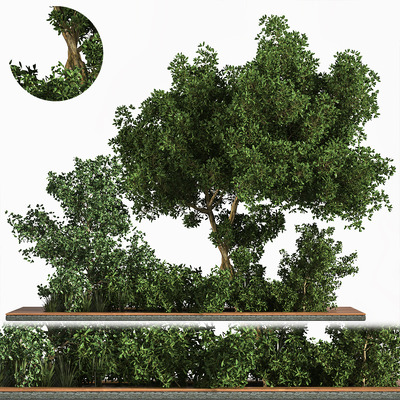 花坛绿植景观 花坛中的草和树3D模型（MAX）